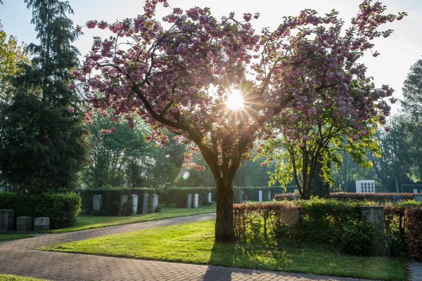 Boom begraafplaats Papendrecht Boom met bloesem en zon op begraafplaats, afscheidsfotografie